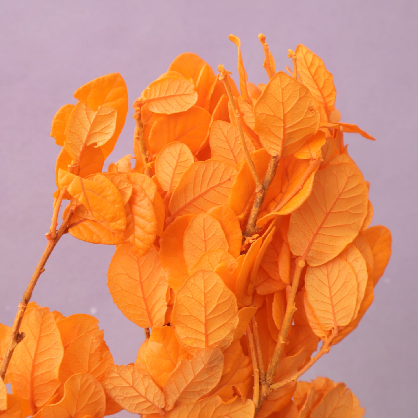 Beech Leaves Orange