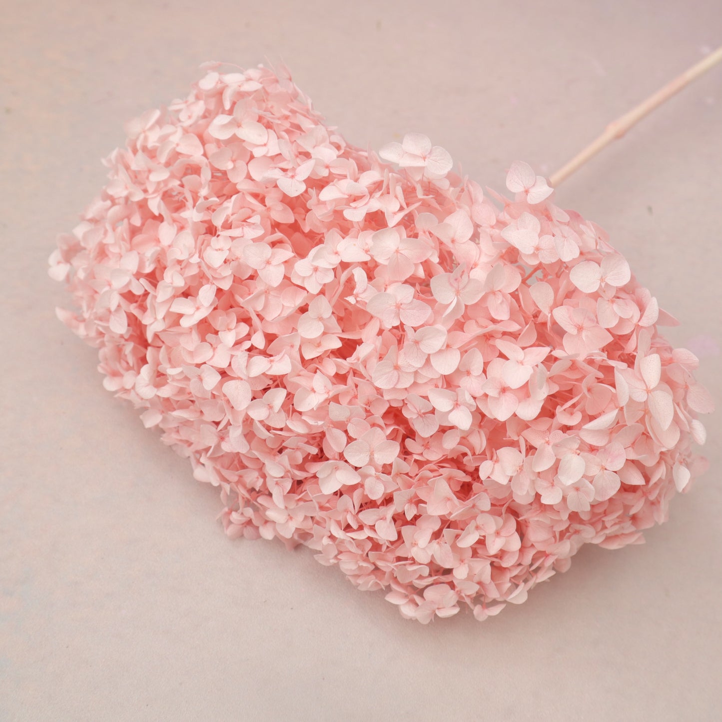 Annabelle Hydrangea Sakura Pink