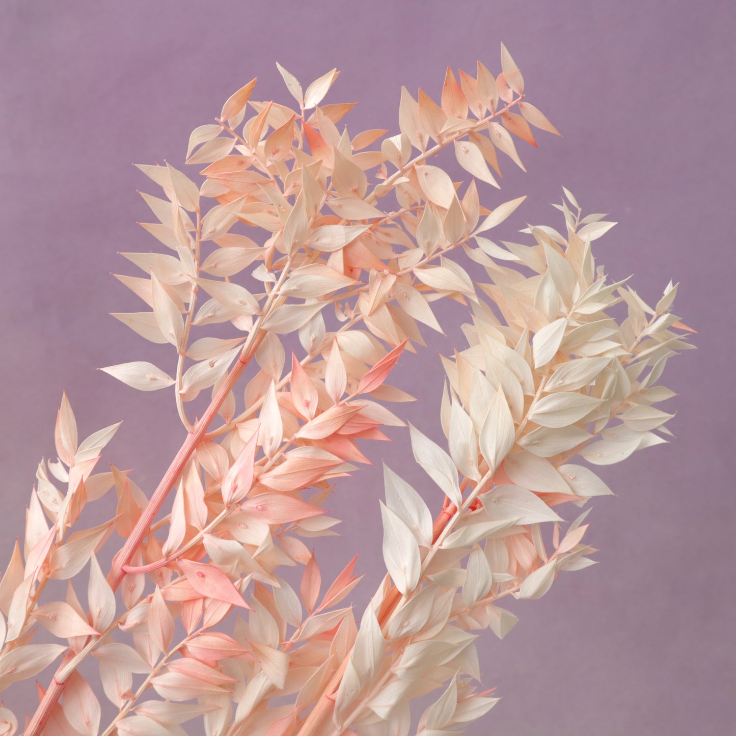 Italian Ruscus Pink (clearence)