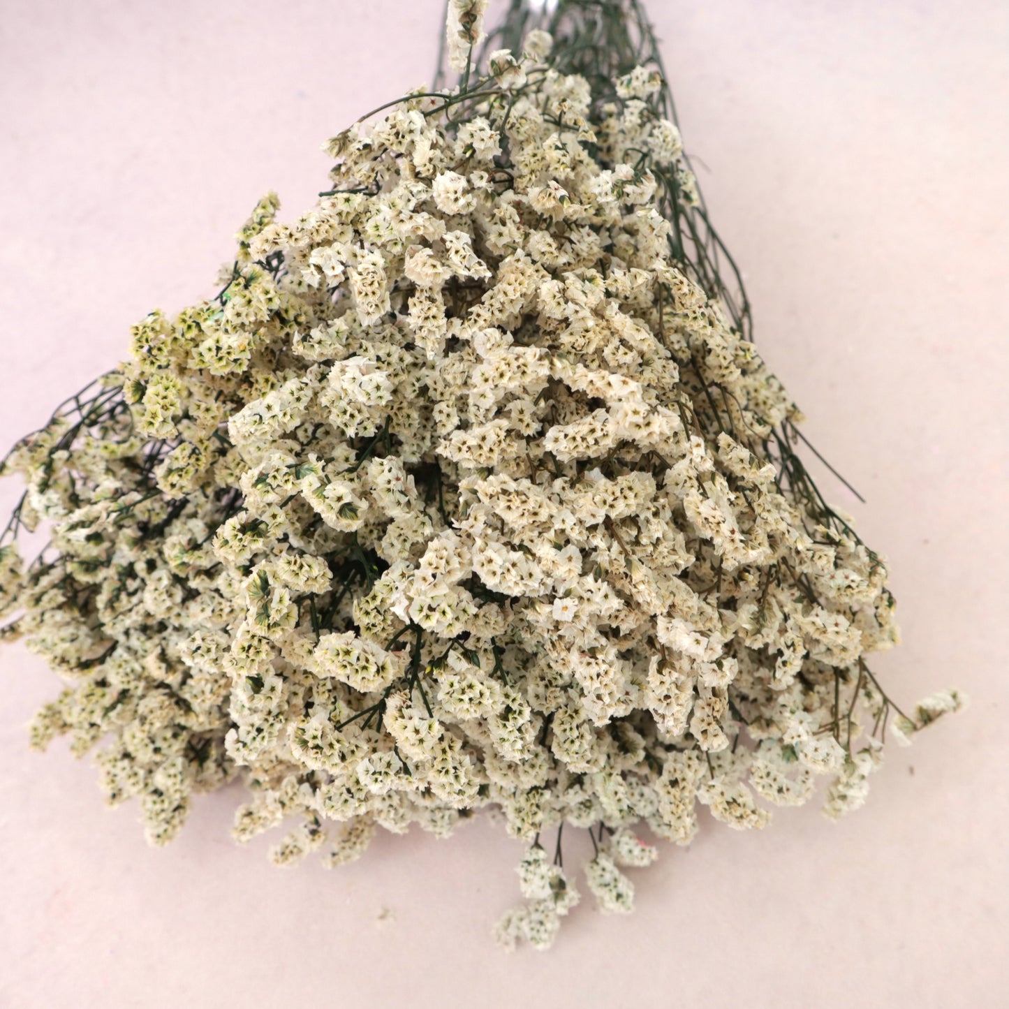 Statice Limonium Sinuatum Cream