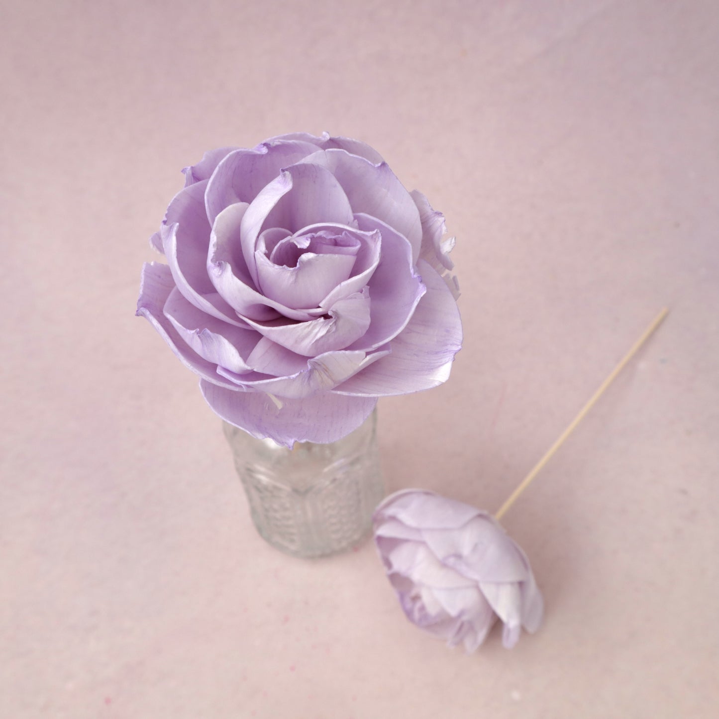 Rosa Chinensis Purple