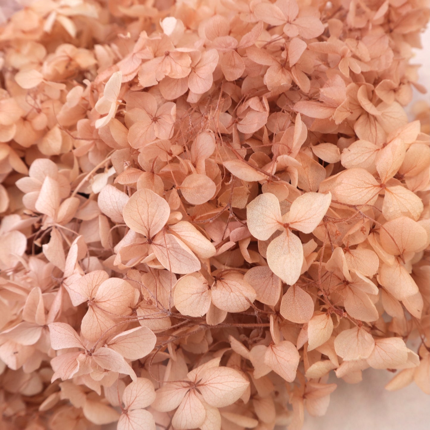 Annabelle Hydrangea 100g Dusty Pink