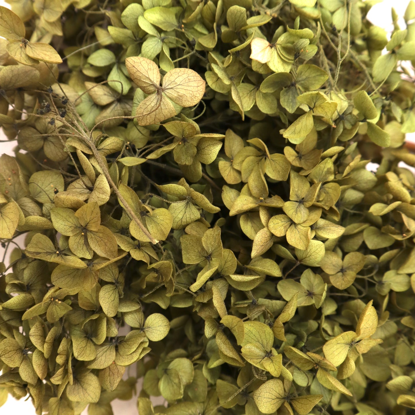 Annabelle Hydrangea 100g Olive Green