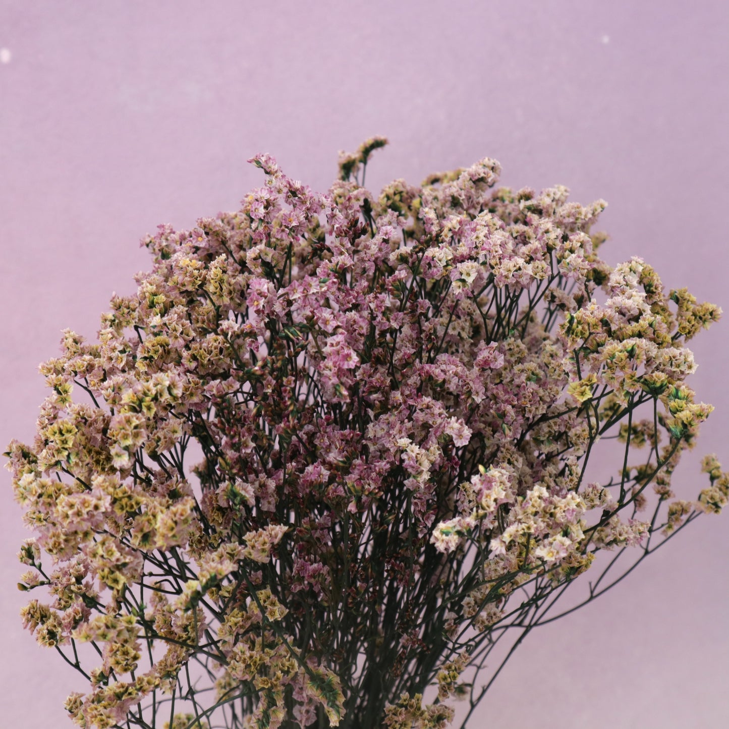 Statice Limonium Sinuatum Natural