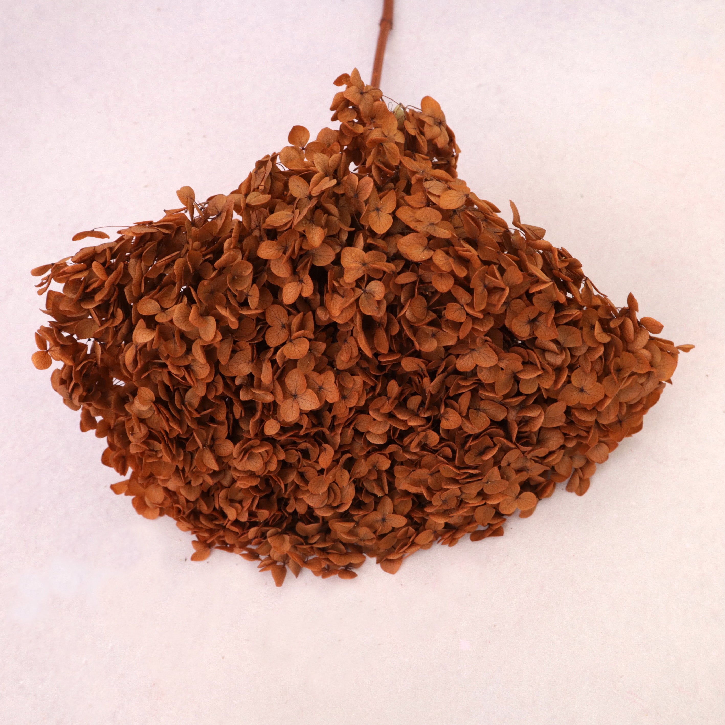 Annabelle Hydrangea Burnt Orange