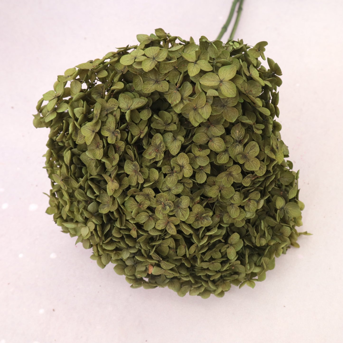Annabelle Hydrangea Olive Green