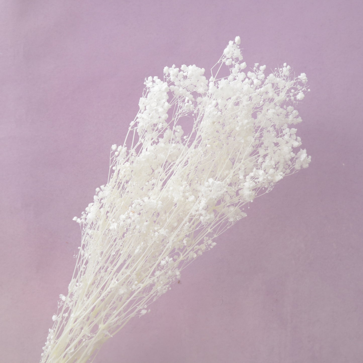 Baby’s Breath Bleached Pure White
