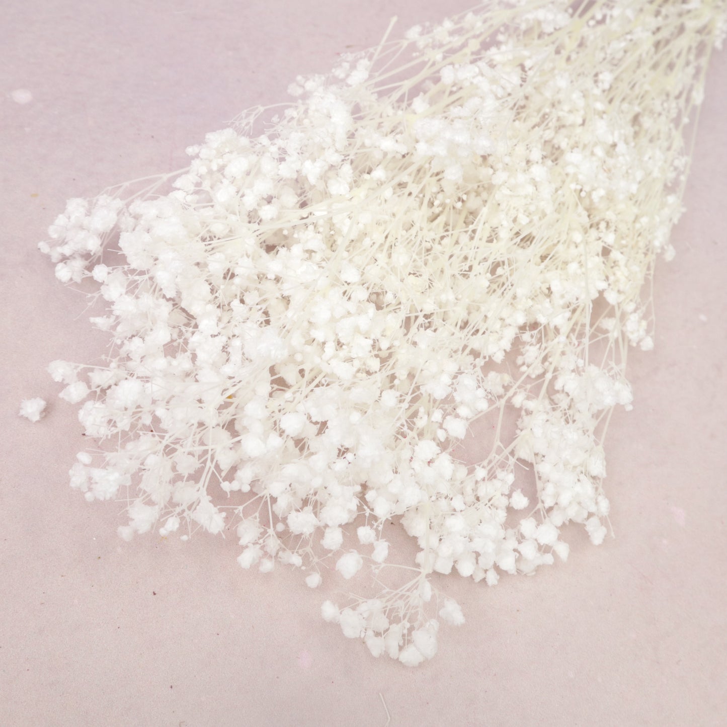 Baby’s Breath Bleached Pure White