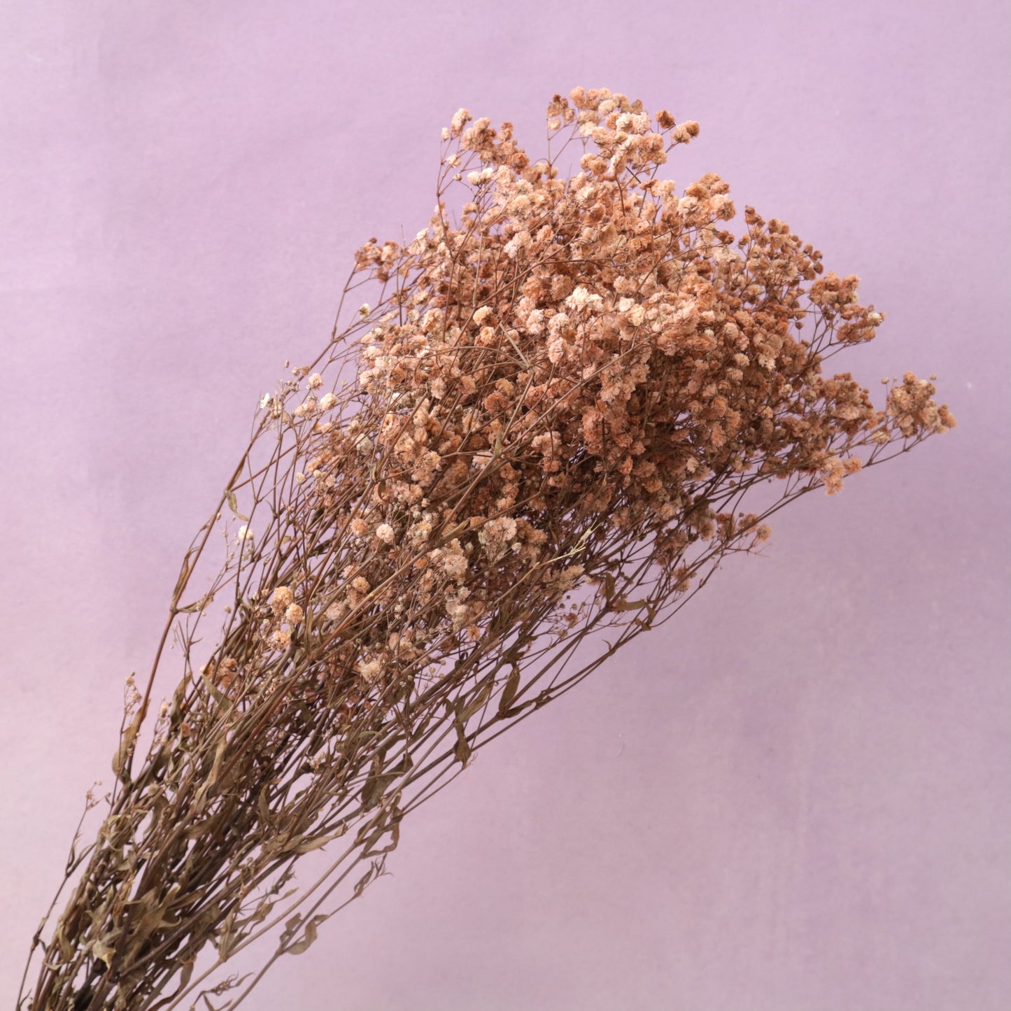 Baby‘s Breath Caramel