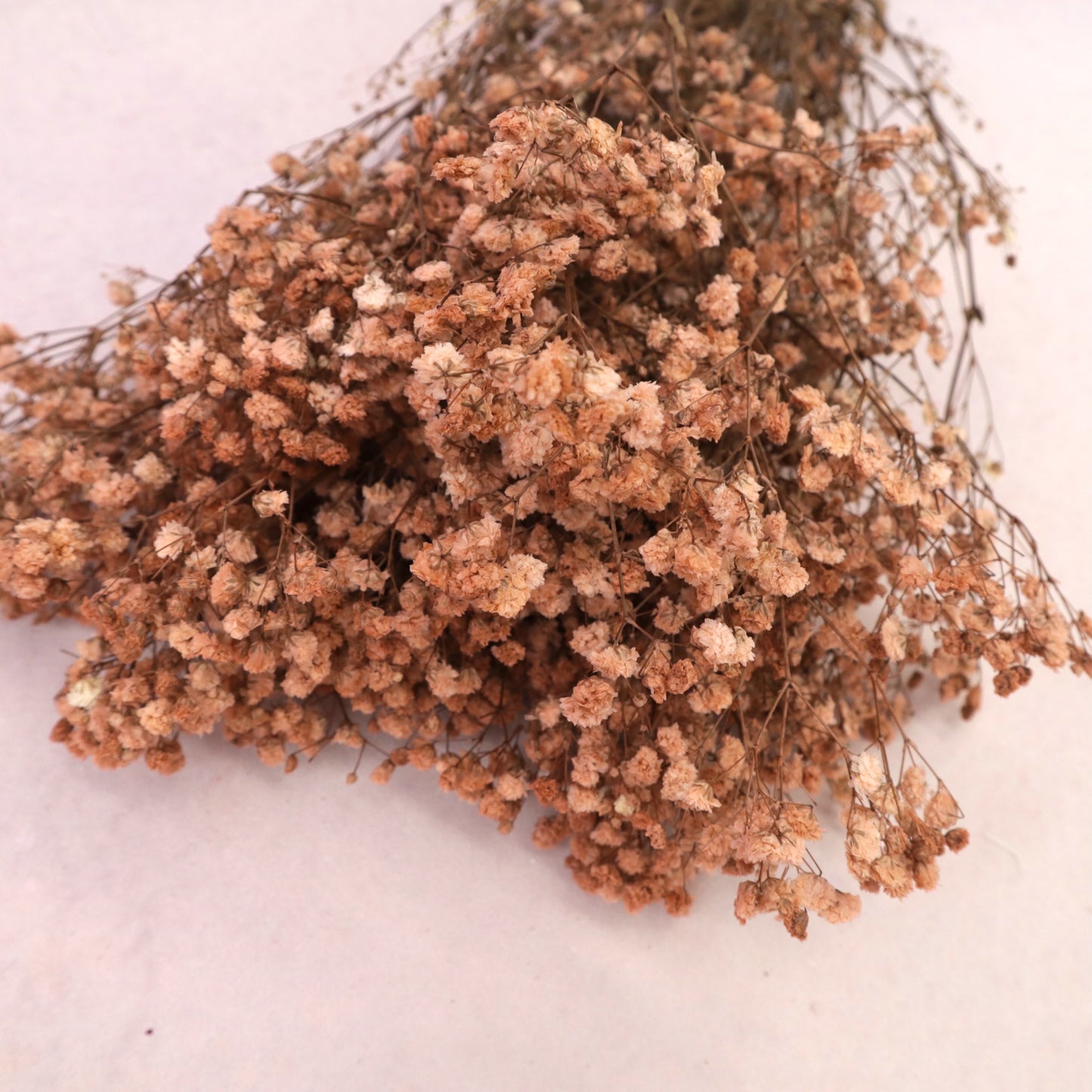 Baby‘s Breath Caramel