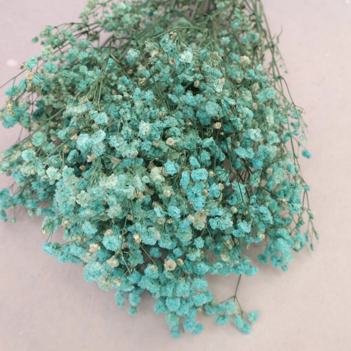 Baby's Breath Turquoise