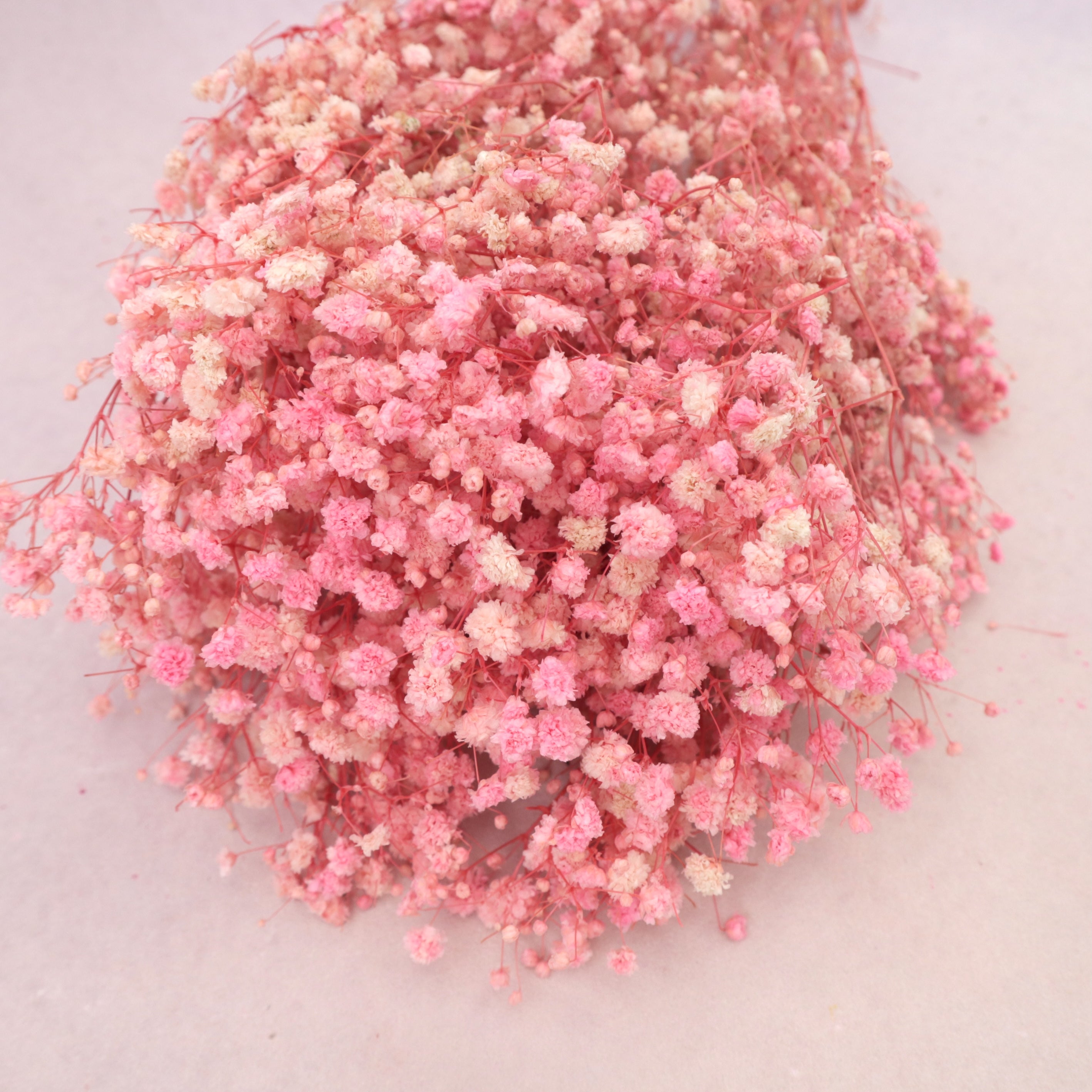 Baby's Breath Soft Pink