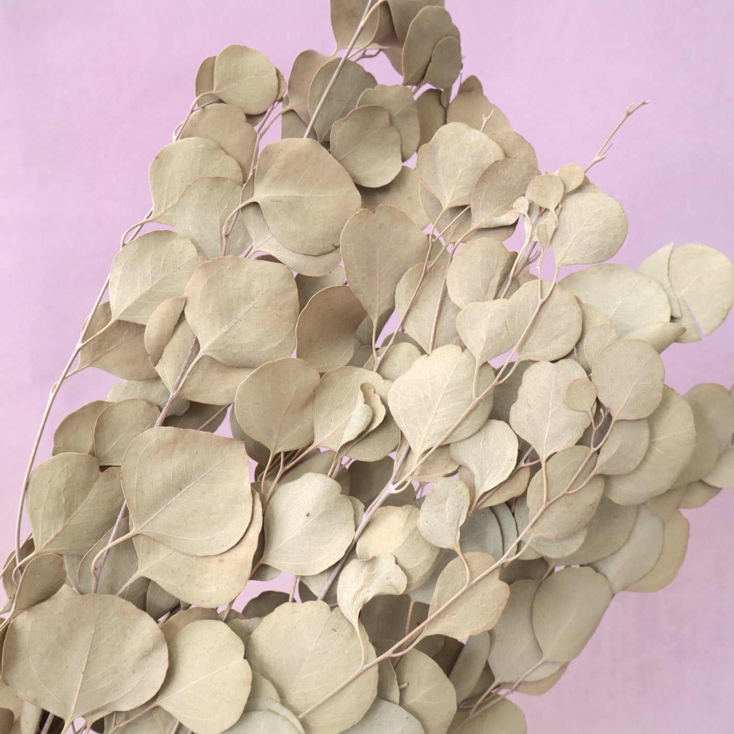 Poly Gum Natural Dried