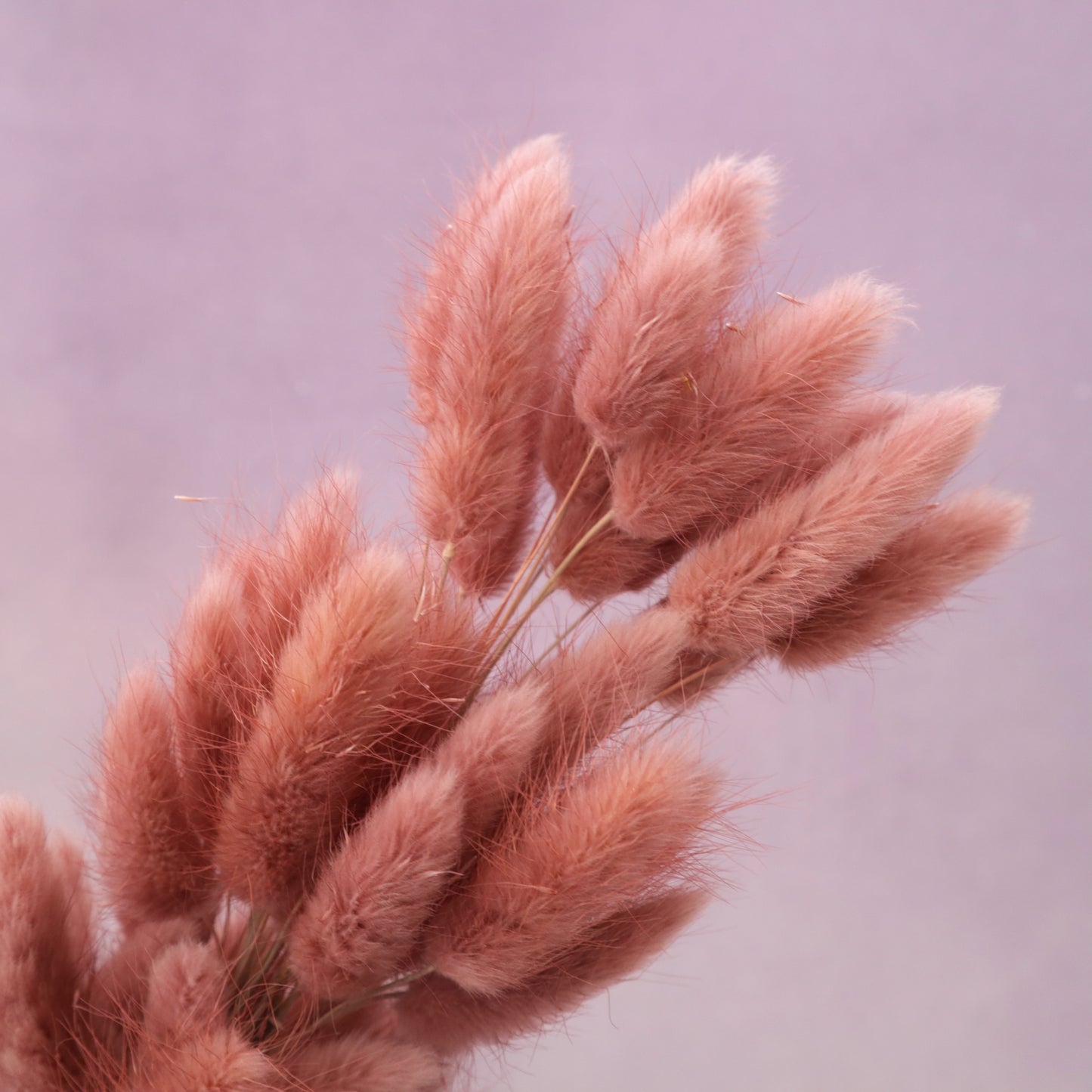 Bunny Tails Rosewood