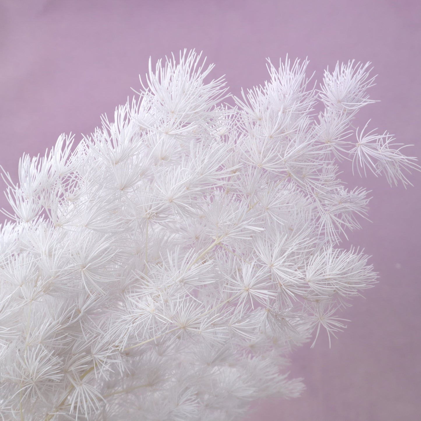 Ming Fern Pearl Grey