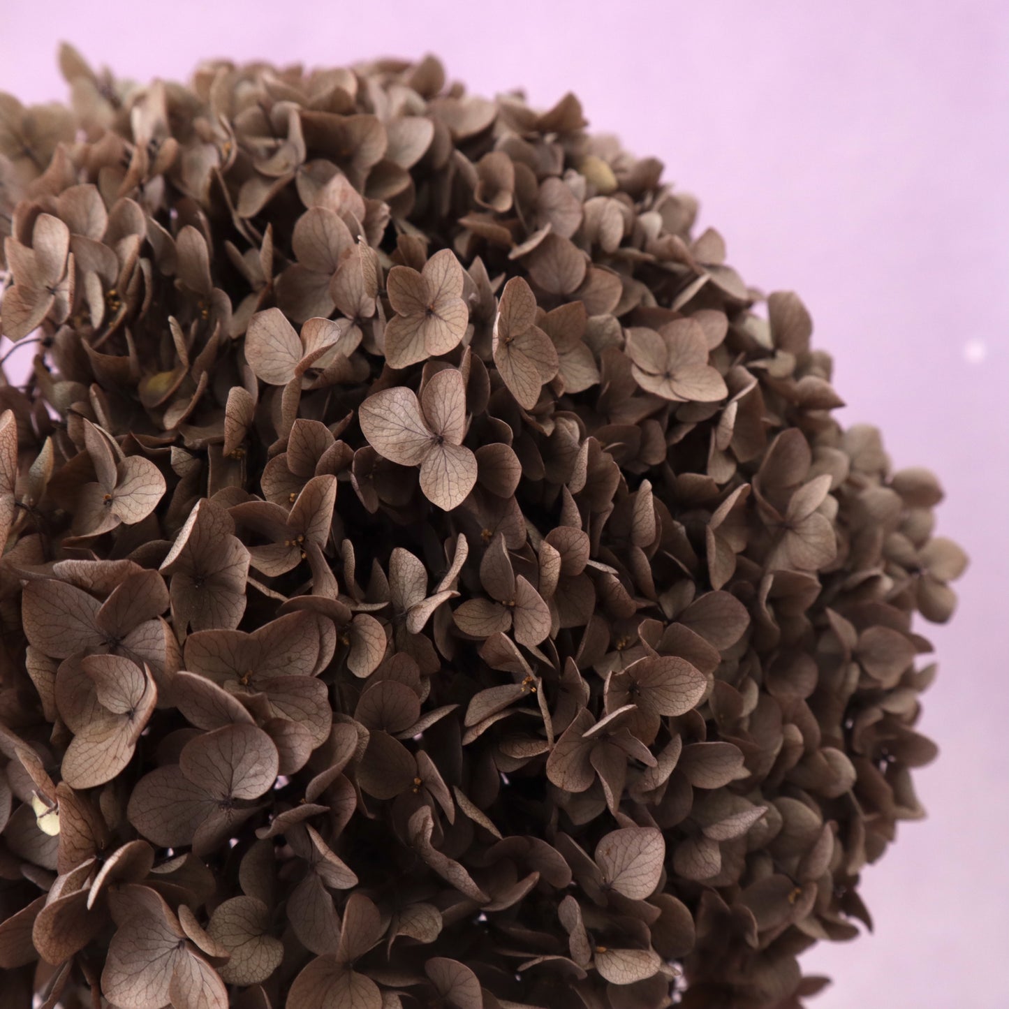 Annabelle Hydrangea Dark Brown