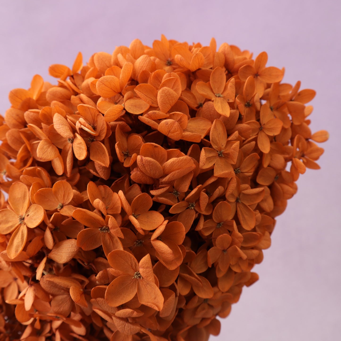 Paniculata Hydrangea Ginger