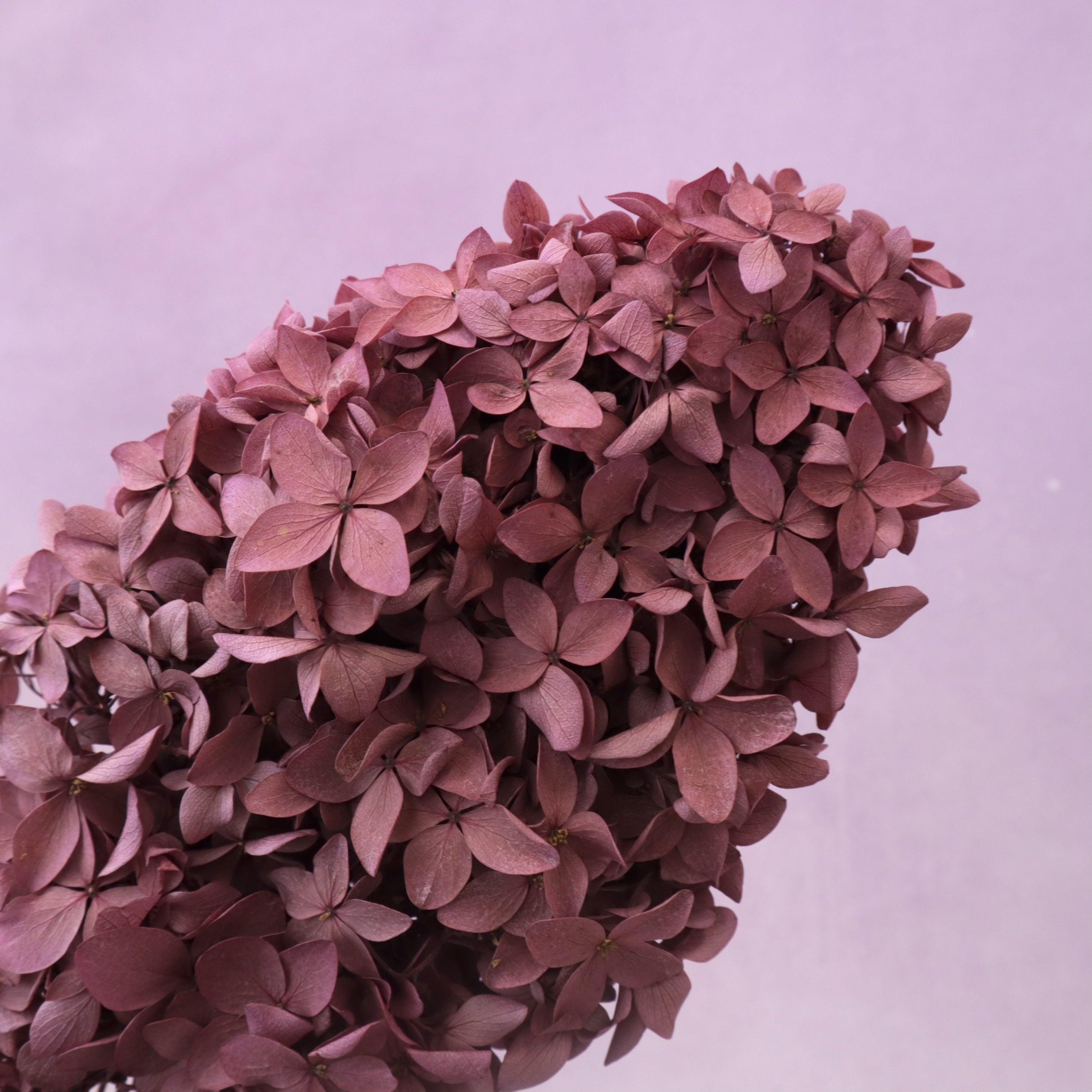 Paniculata Hydrangea Raspberry