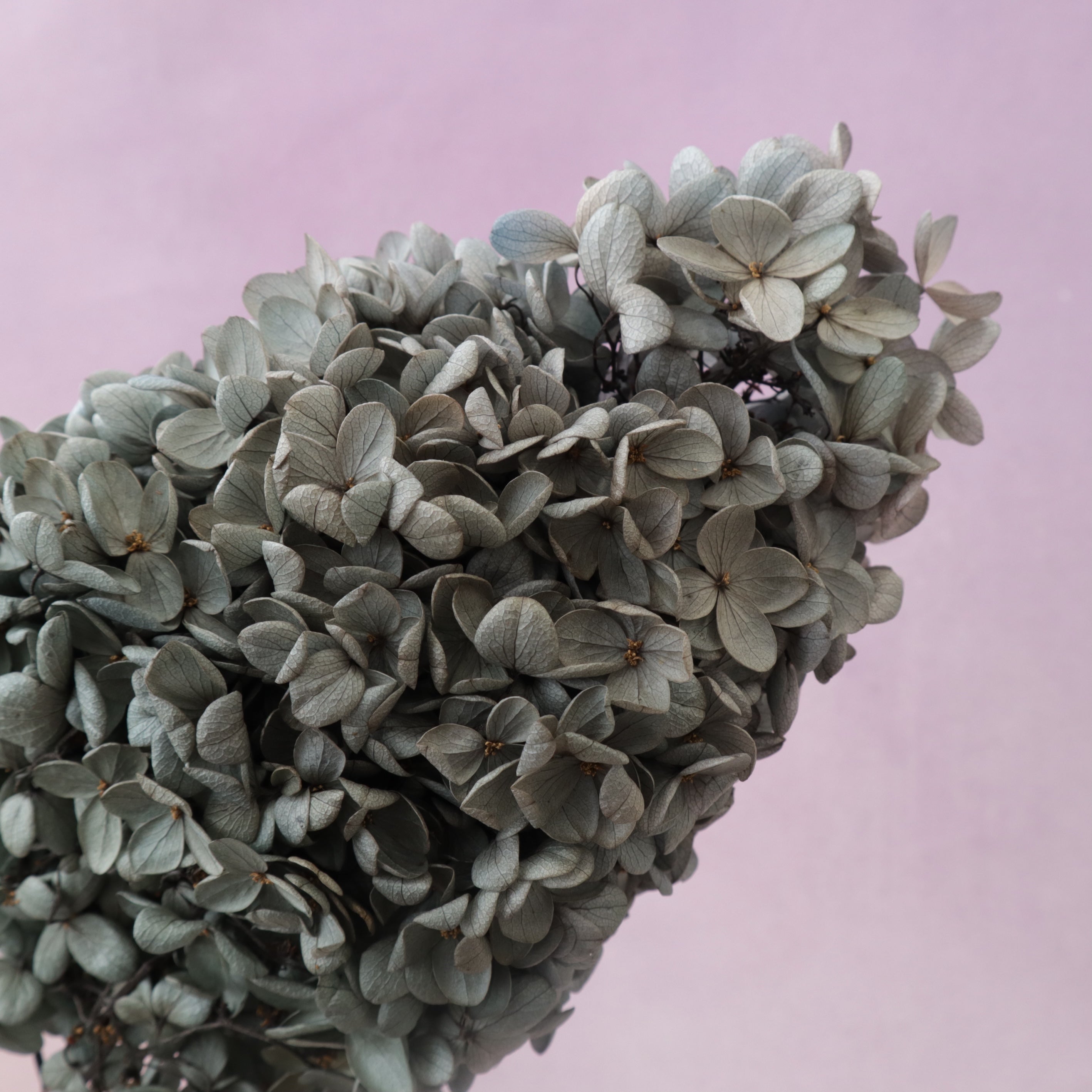 Paniculata Hydrangea Sesame