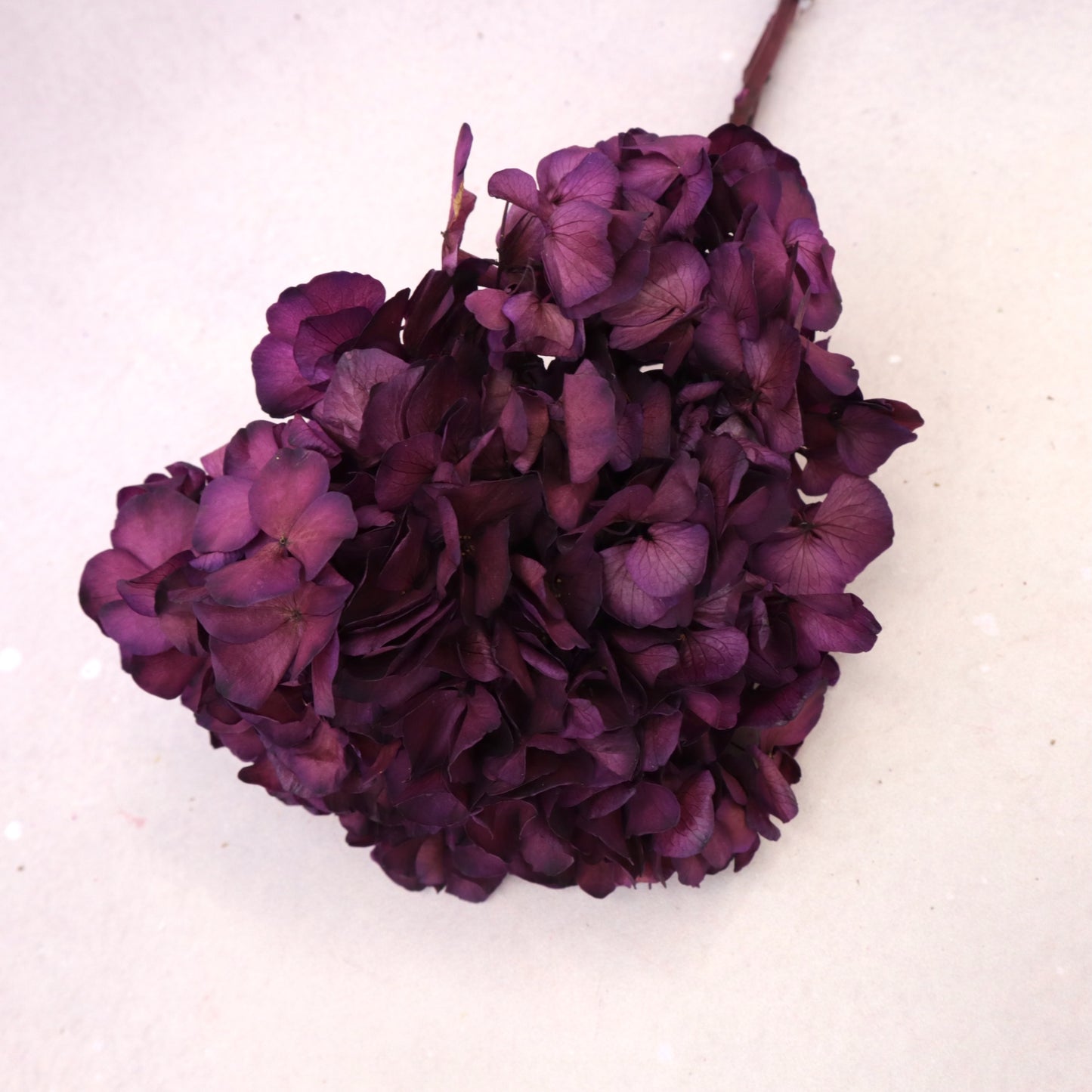 Hydrangea Bigleaf Plum