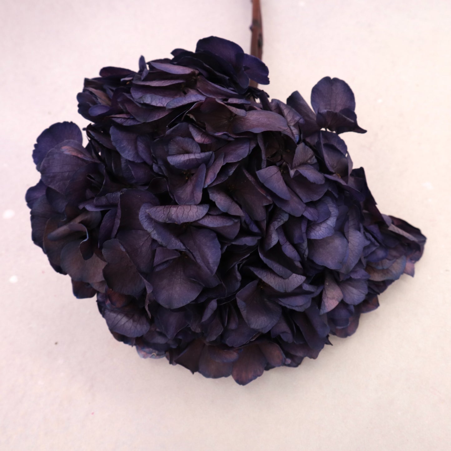 Hydrangea Bigleaf Royal Purple