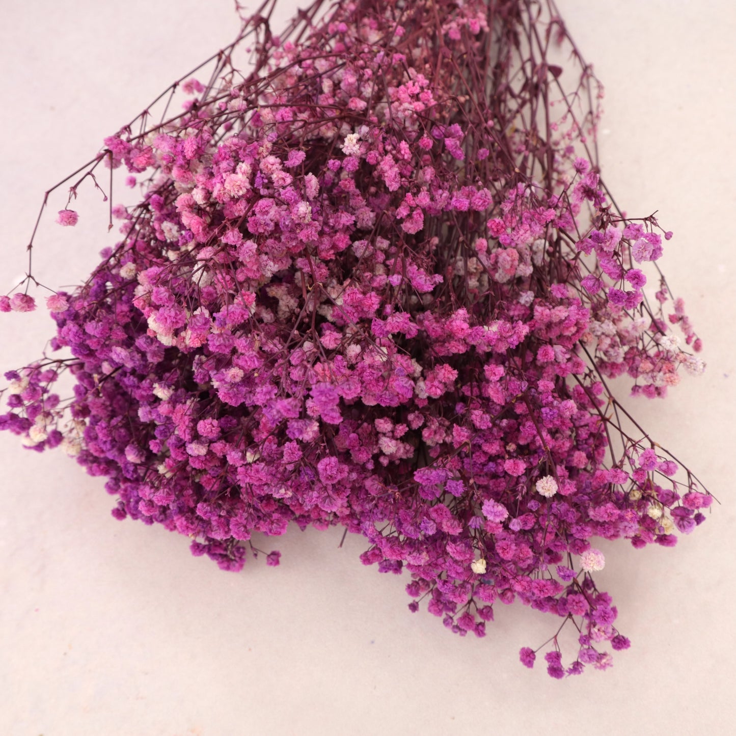 Baby's Breath Magenta
