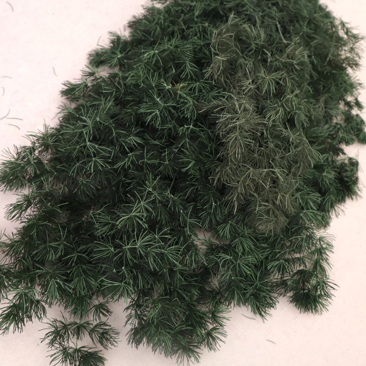 Ming Fern Dark Green