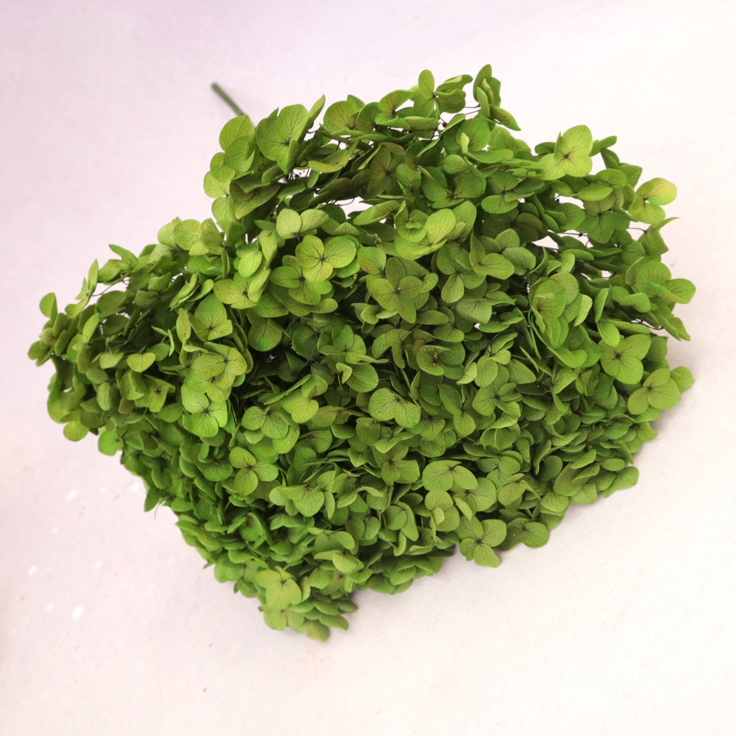 Annabelle Hydrangea Bright Green