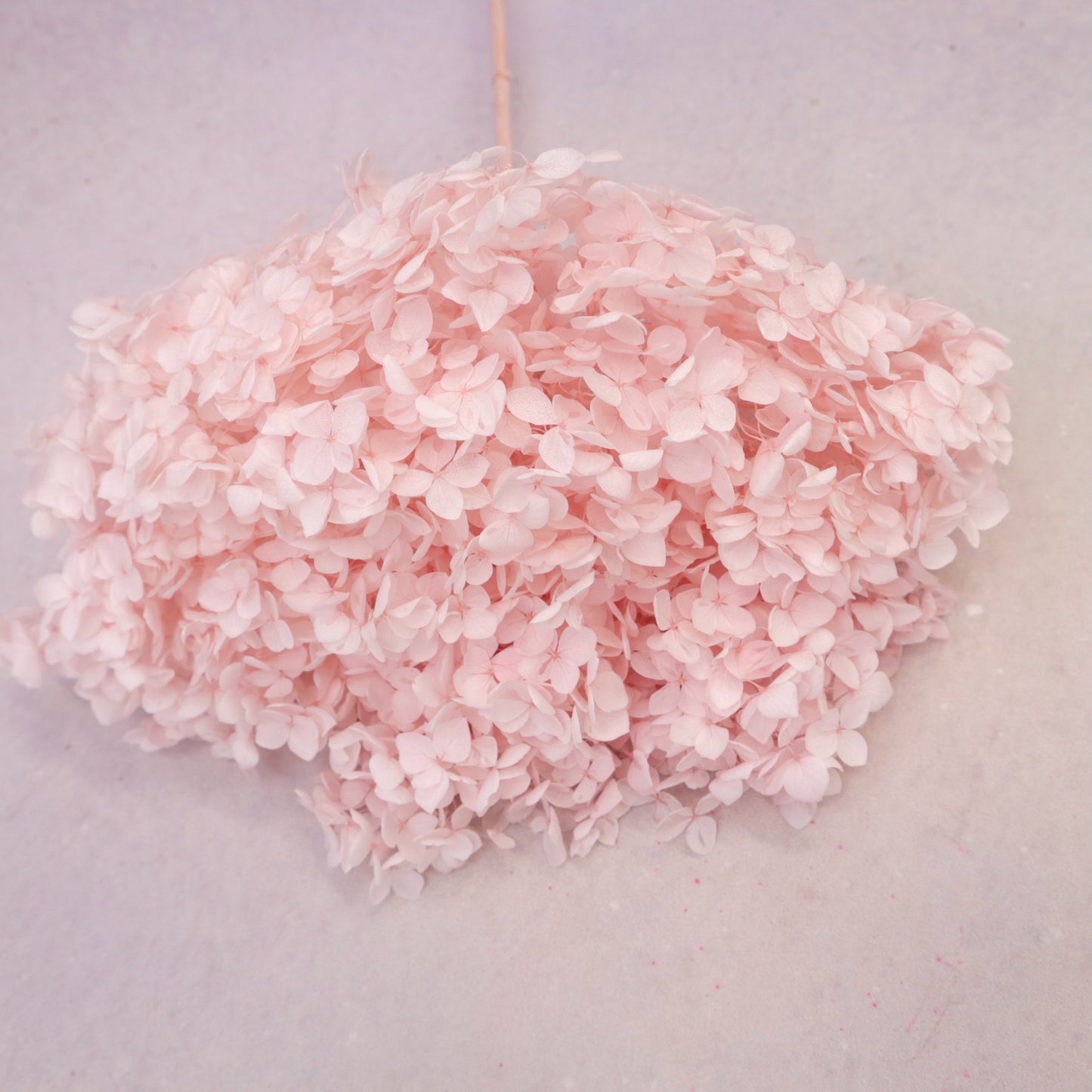 Annabelle Hydrangea Baby Pink