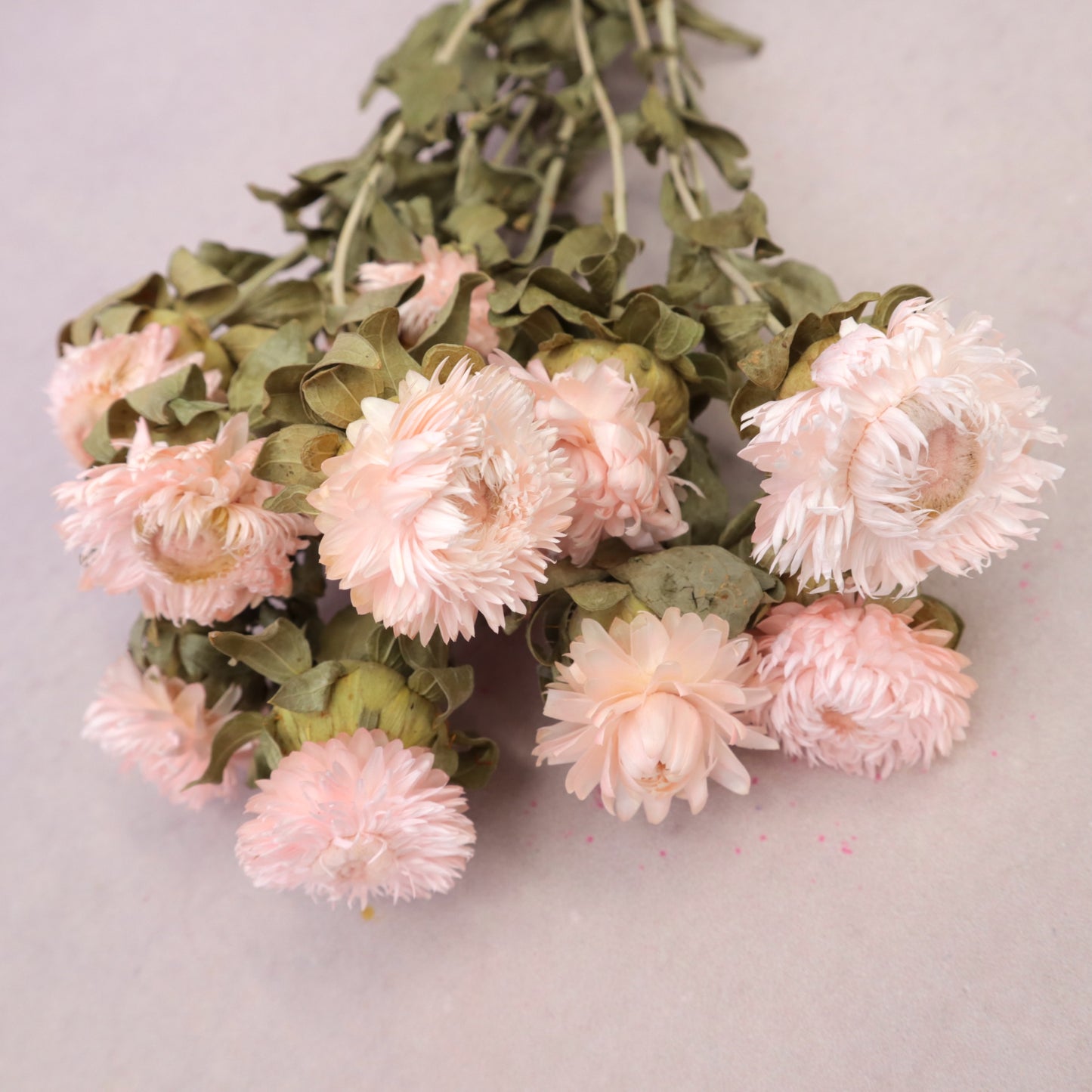Strawflowers Light Pink