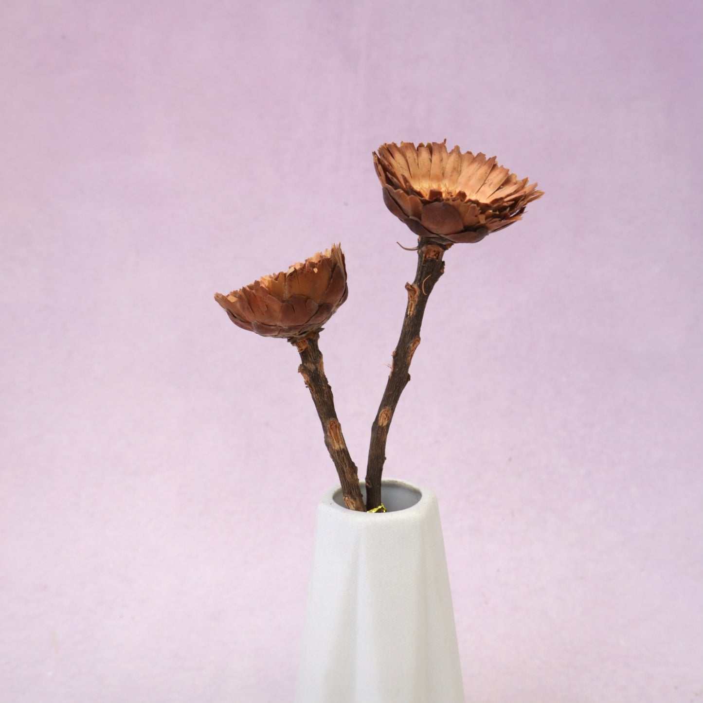 Quasi Sunflower Natural