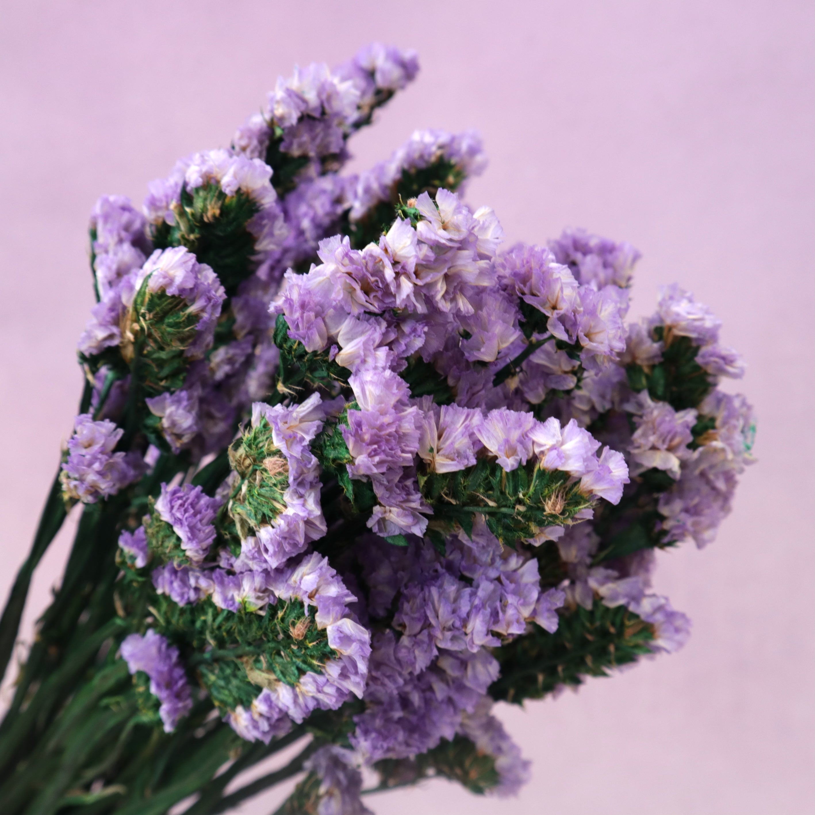 Statice Purple