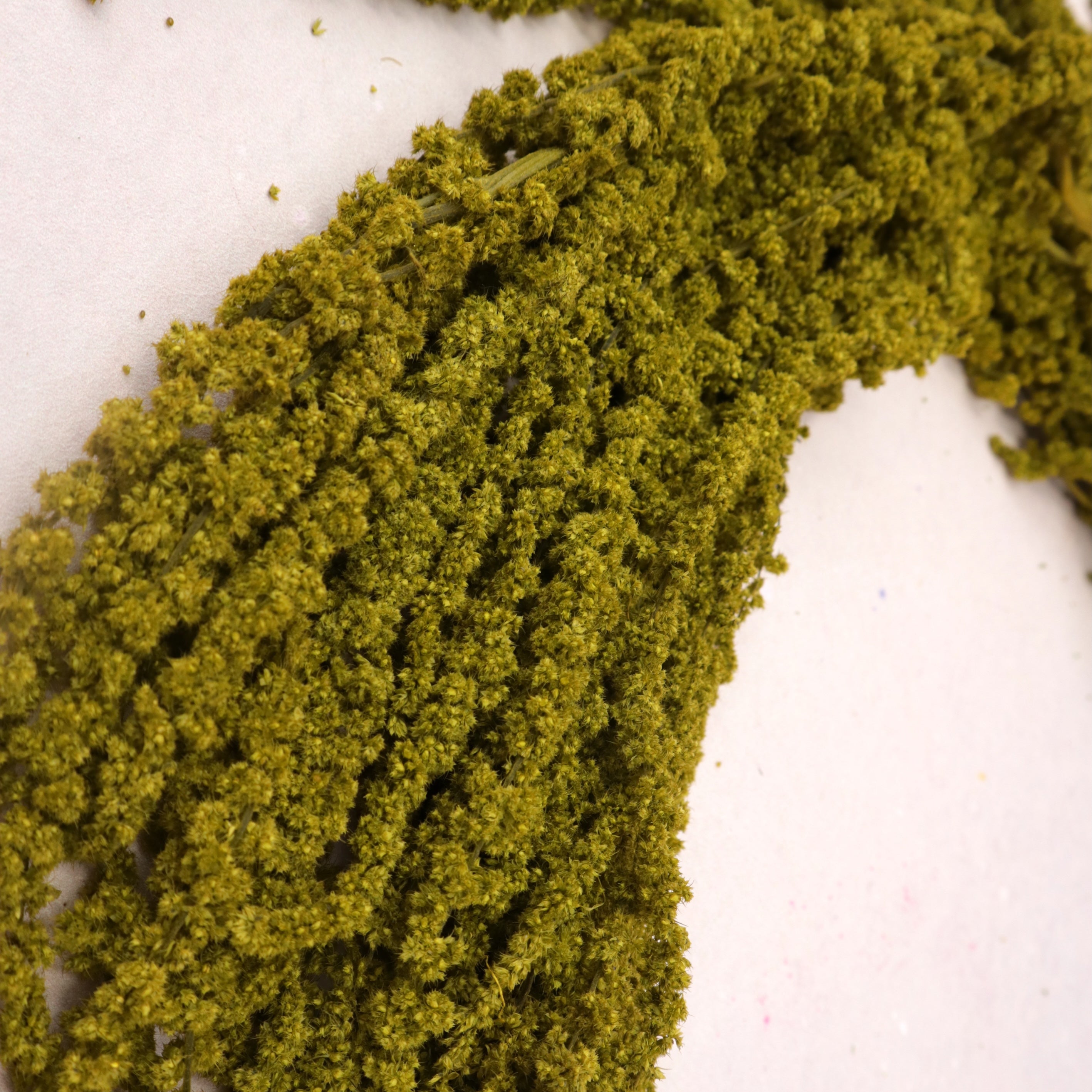 Amaranthus Mustard Green