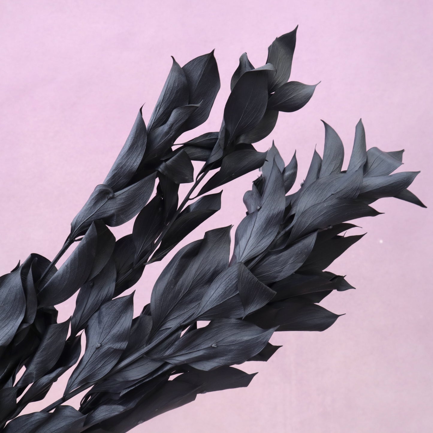 Ruscus Big Leaf Black