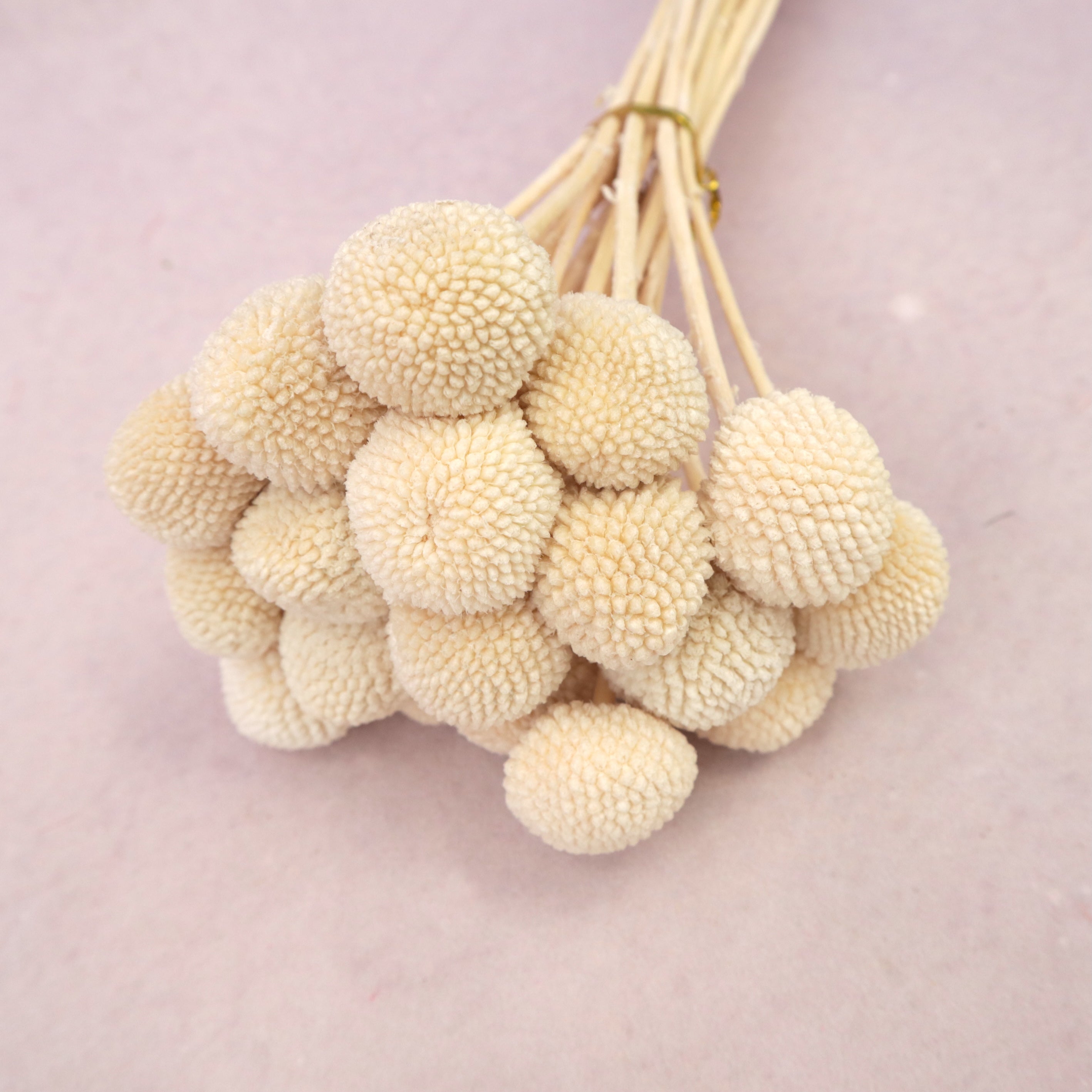 Billy Button Creamy White