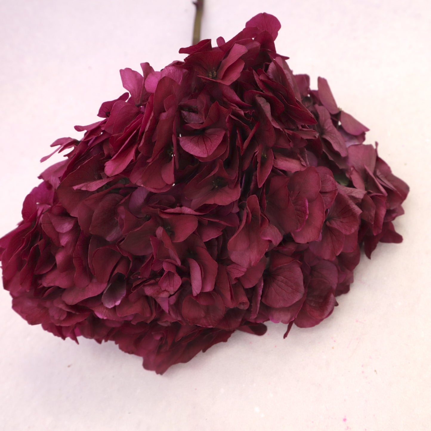 Hydrangea Bigleaf Burgundy