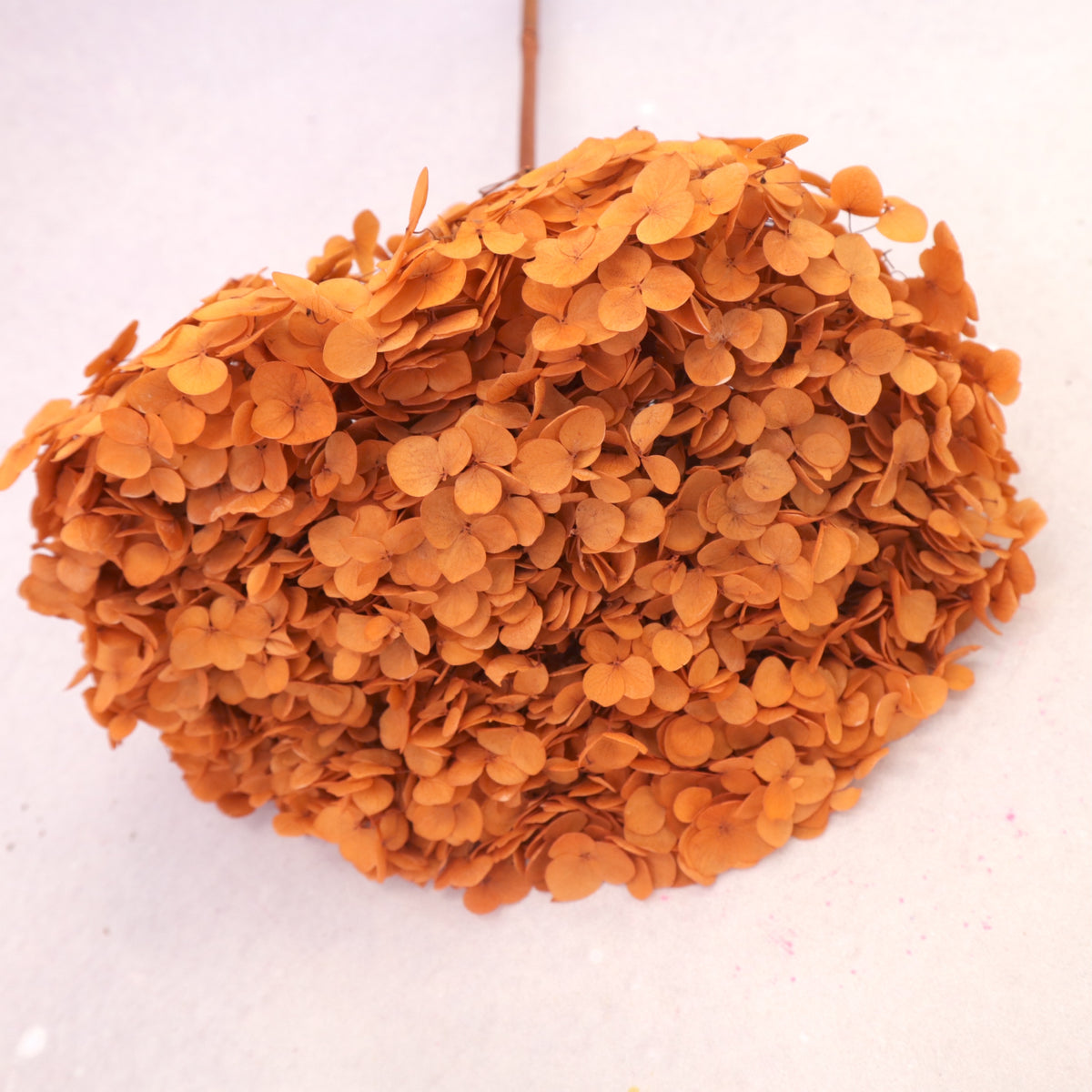 Annabelle Hydrangea Orange