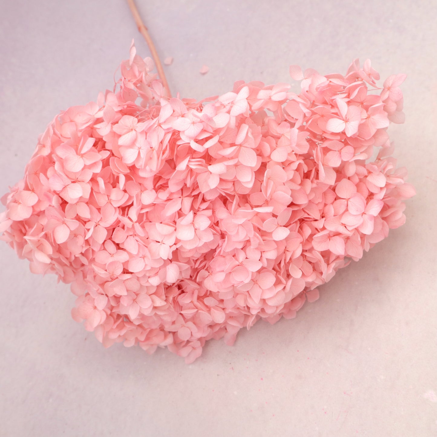 Annabelle Hydrangea Bright Pink