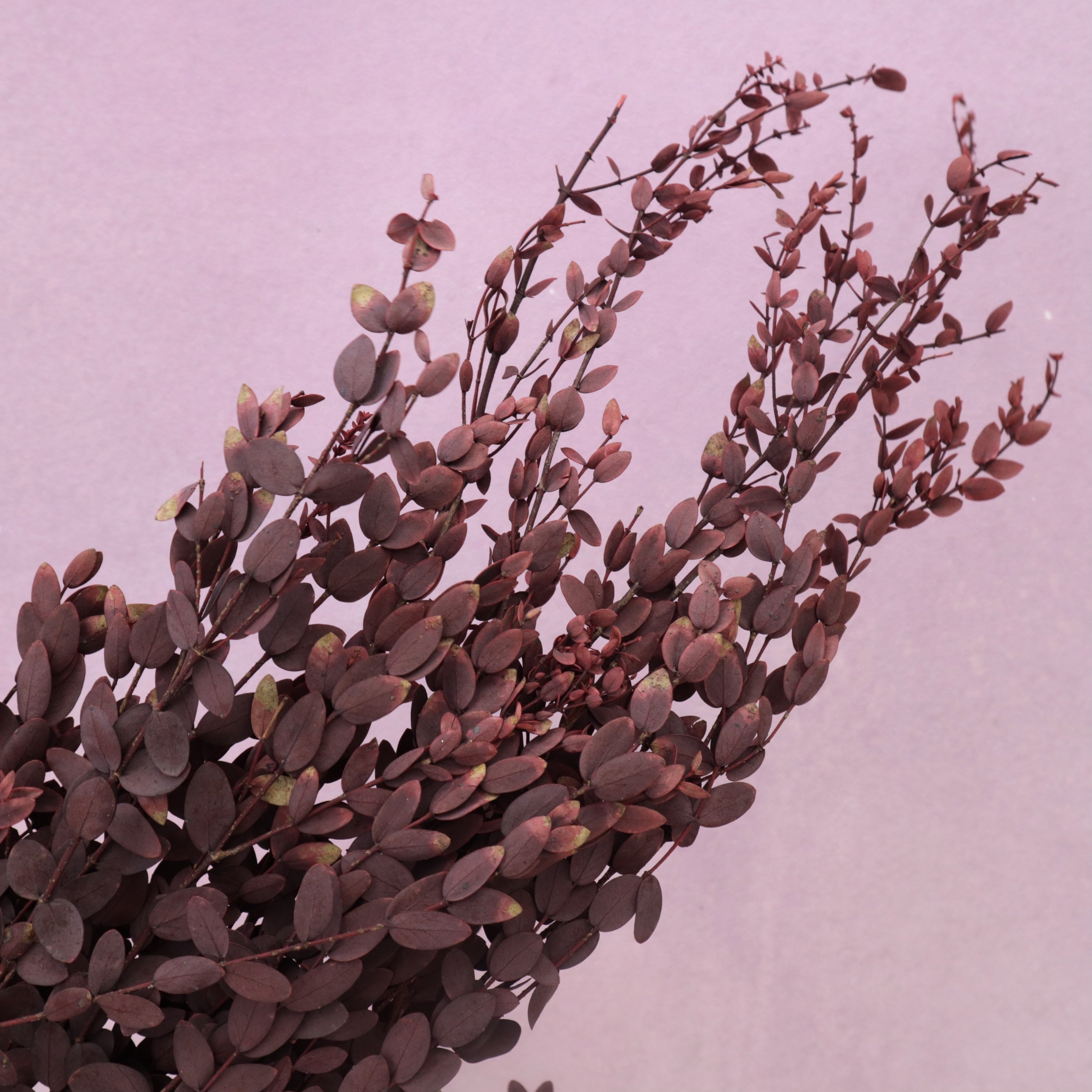 Small Leaf Gum Wine Red