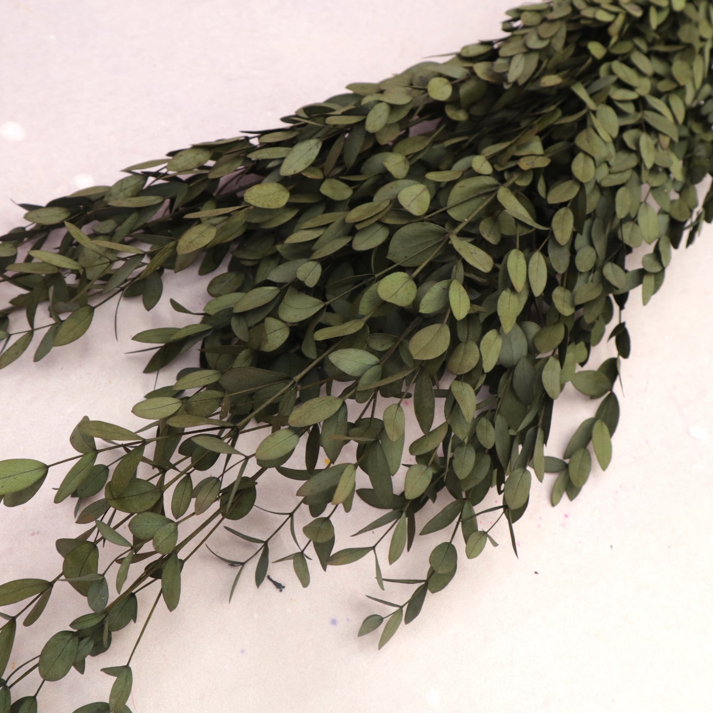 Parvifolia Eucalyptus Rust Olive Green