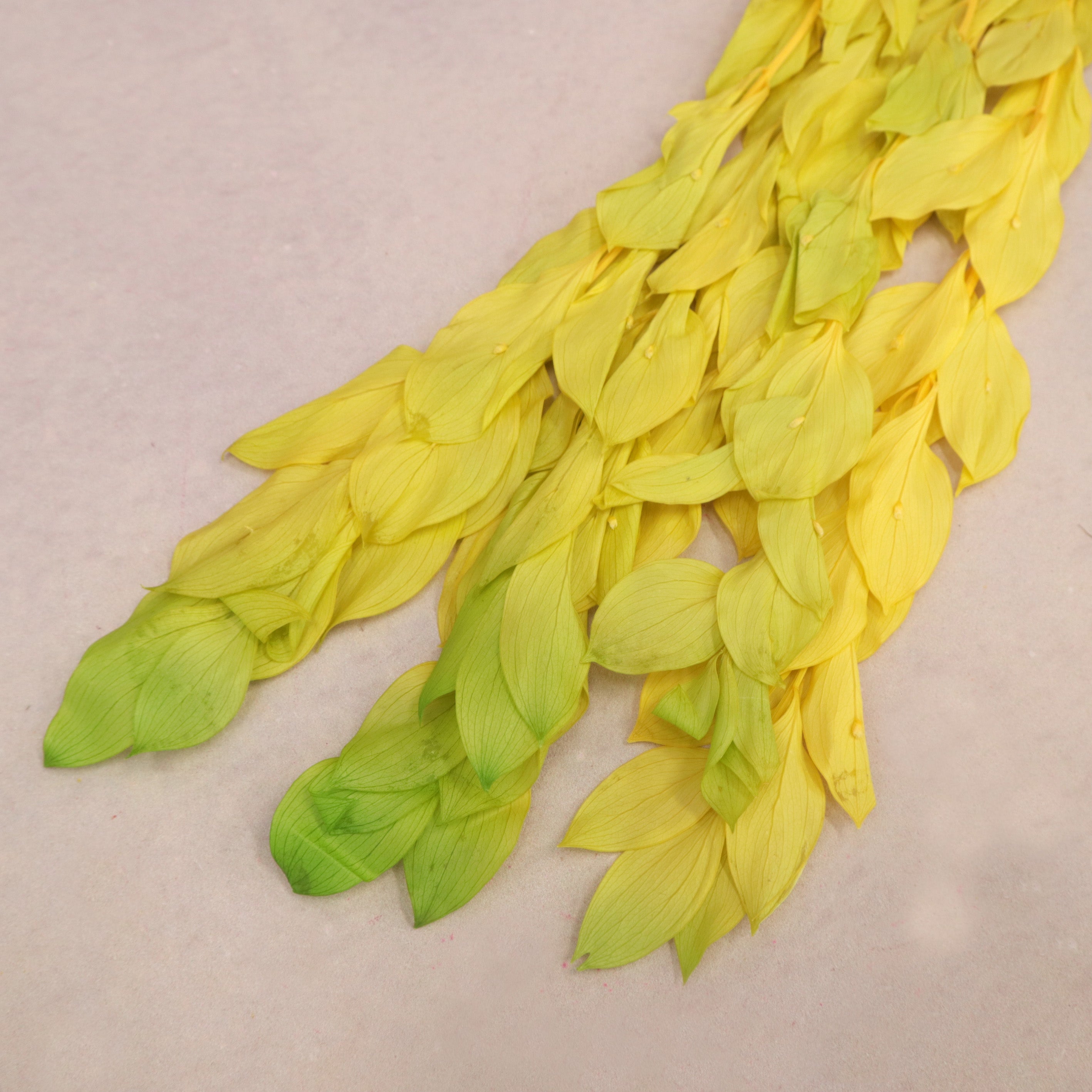 Ruscus Big Leaf Yellow Green (clearance)