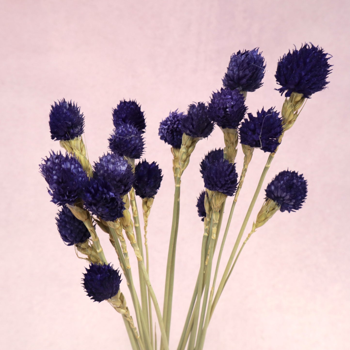 Globe Amaranth Royal Purple