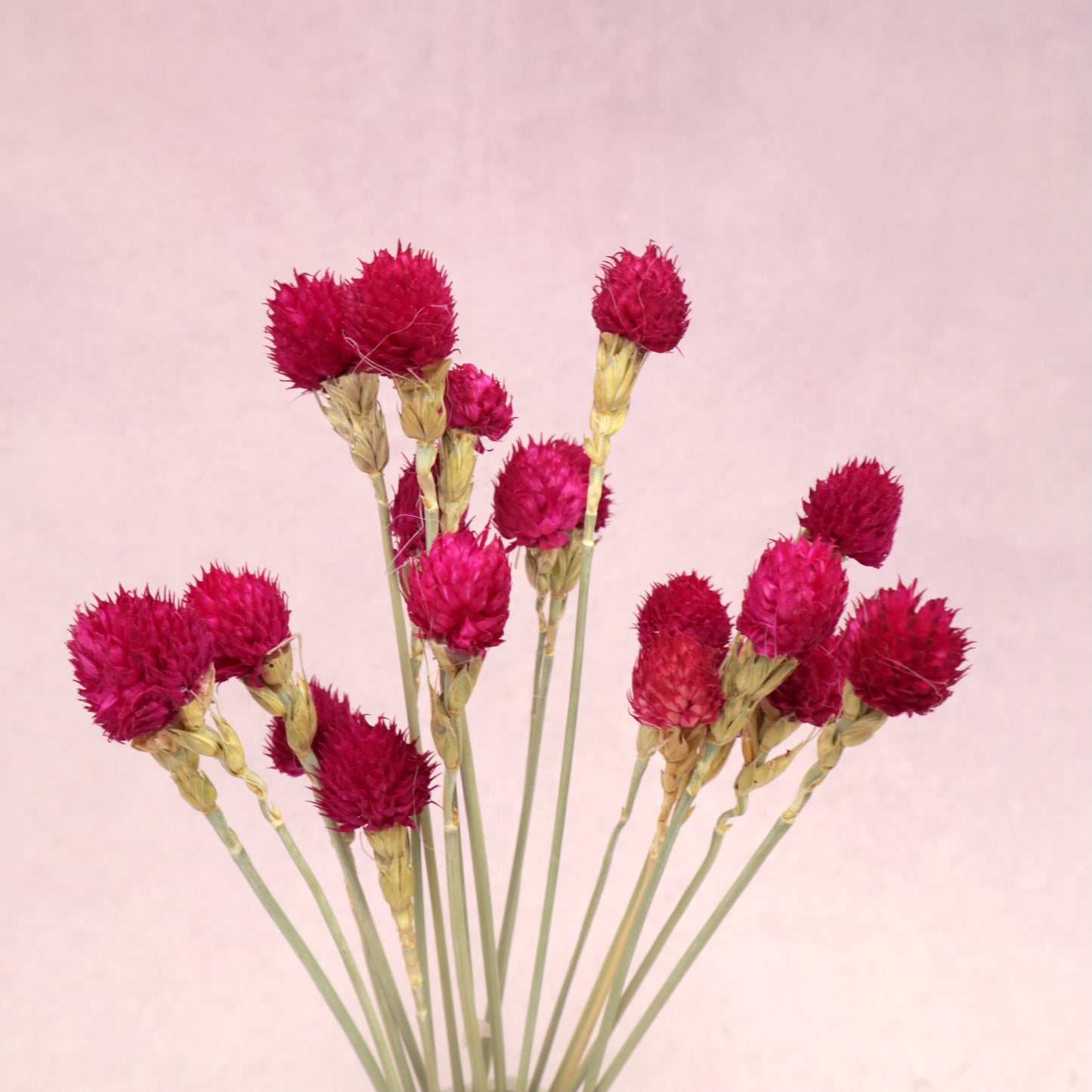 Globe Amaranth Hot Pink