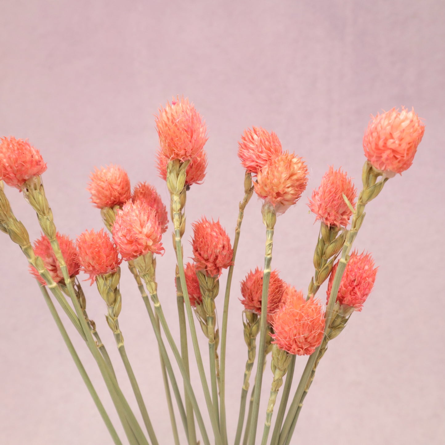 Globe Amaranth Pink