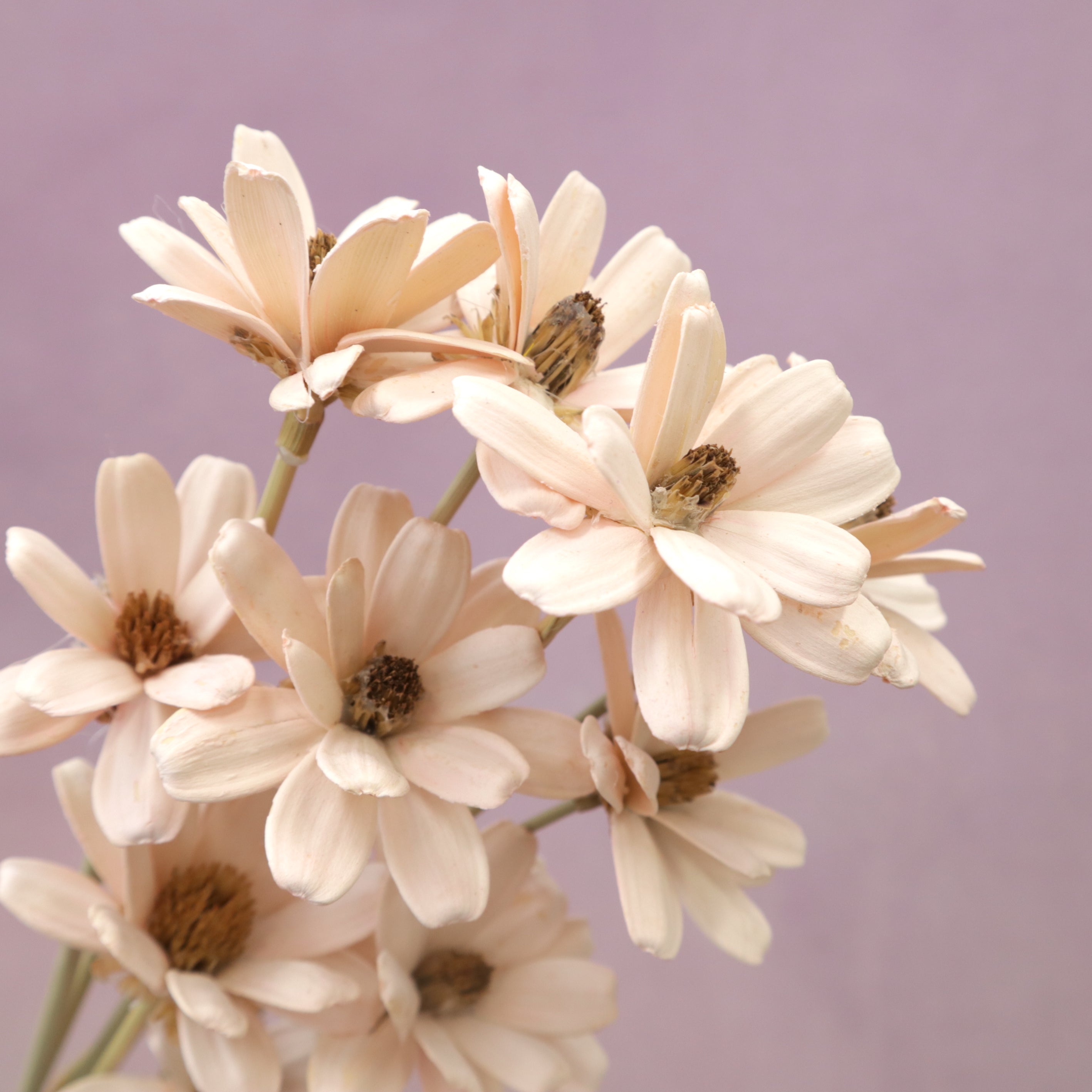 Handmade Daisy Pastel Pink