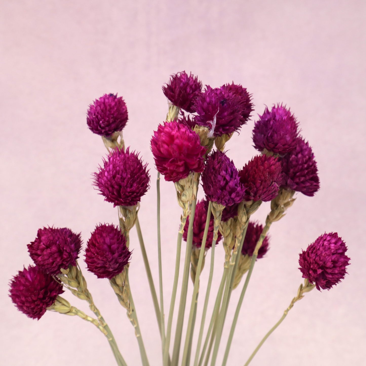 Globe Amaranth Dark Magenta