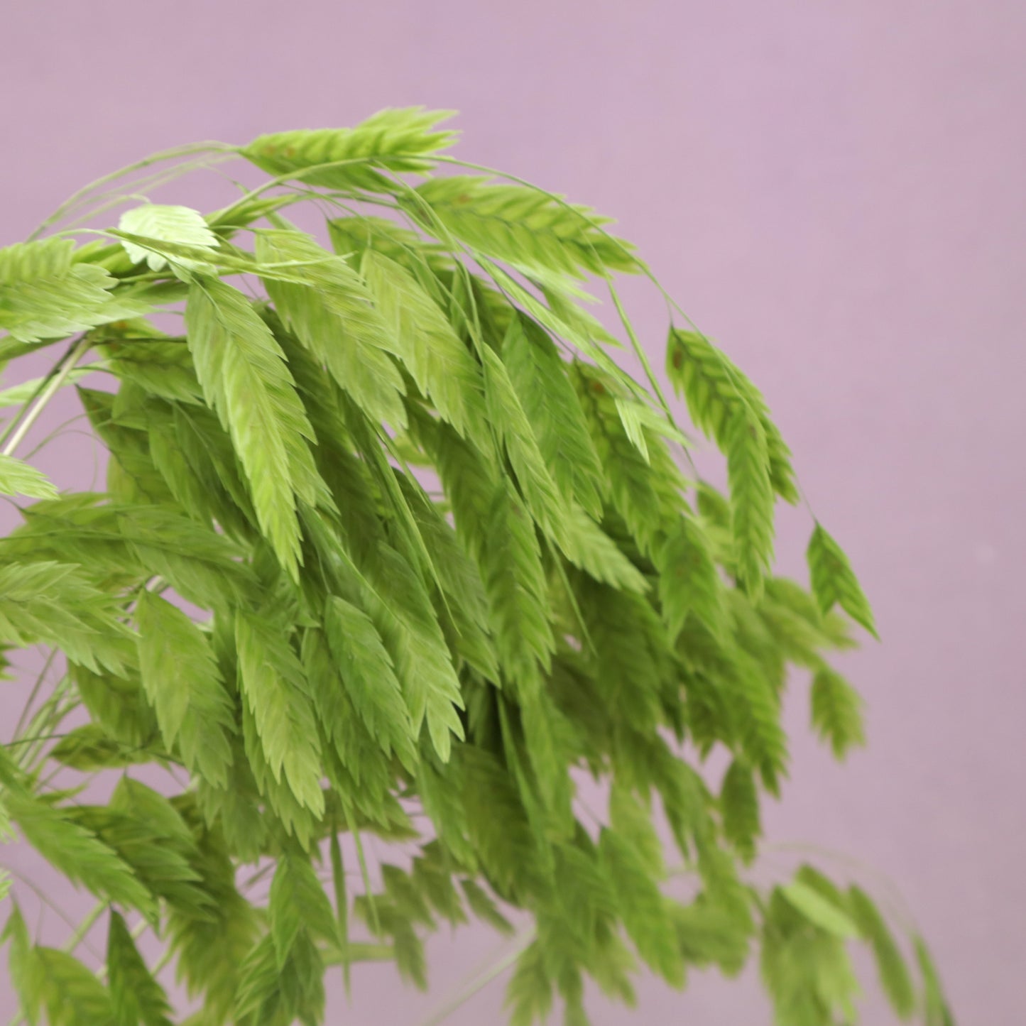 Sea Oats Grass Green