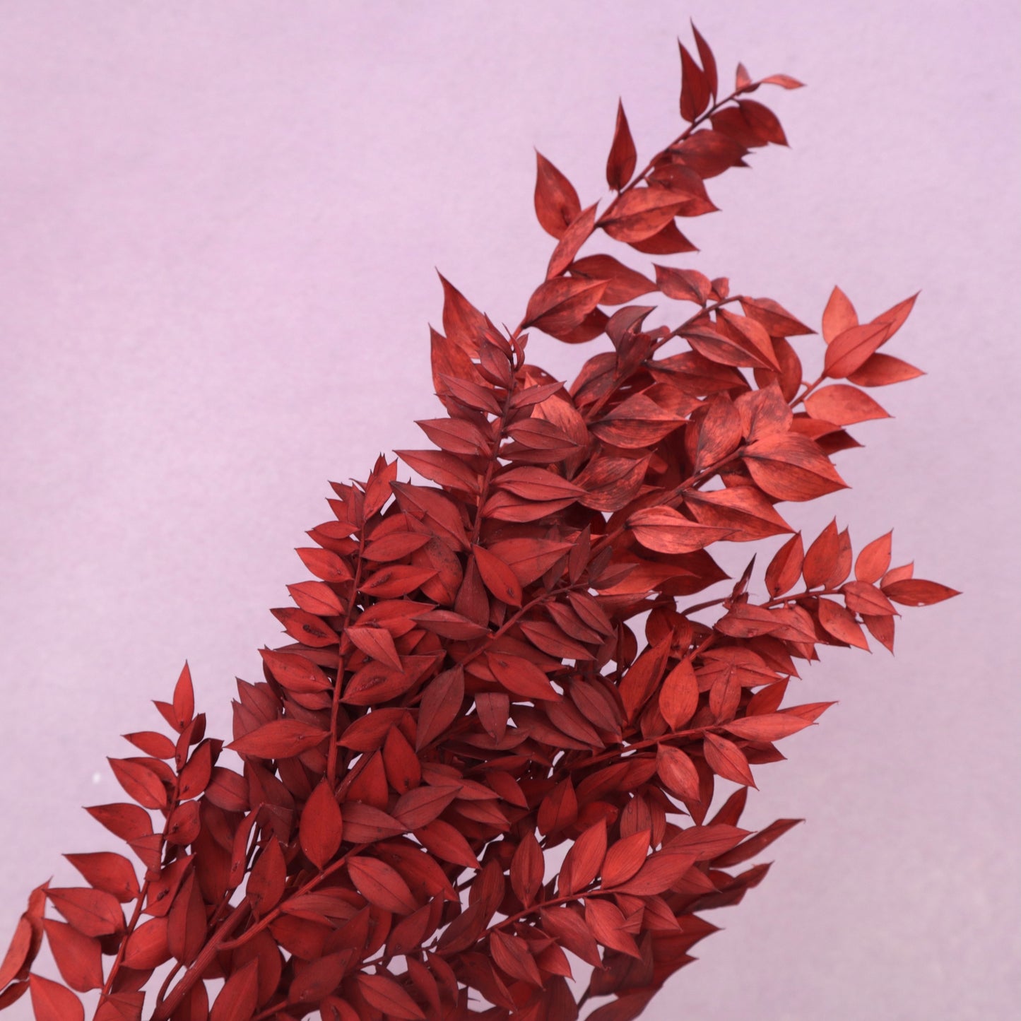 Italian Ruscus Dark Red