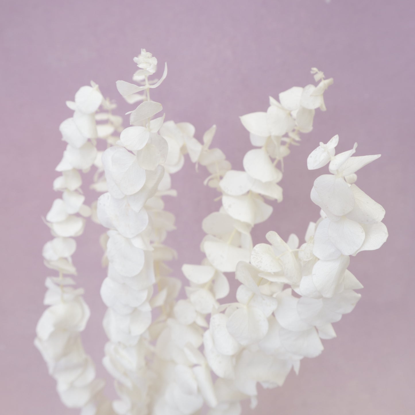 Dollar Gum Off White