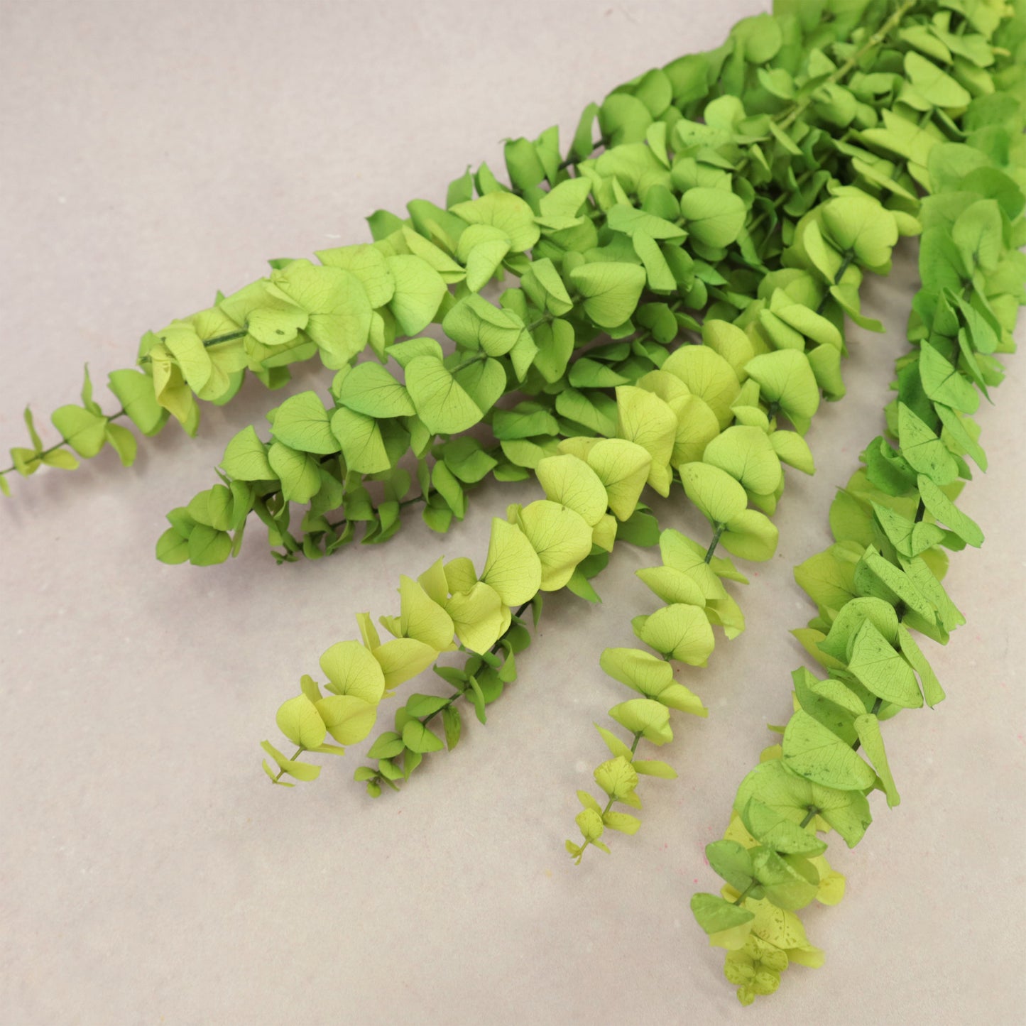 Dollar Gum Lime Green